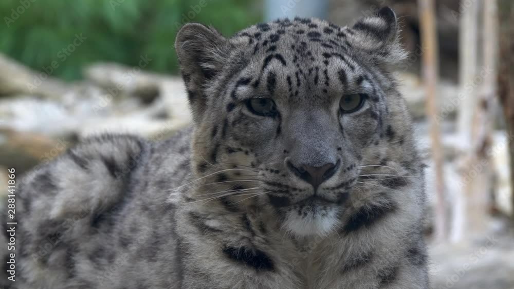 Slow motion Snow leopard Panthera uncia portrait closeup Slow motion Snow leopard Panthera uncia portrait closeup