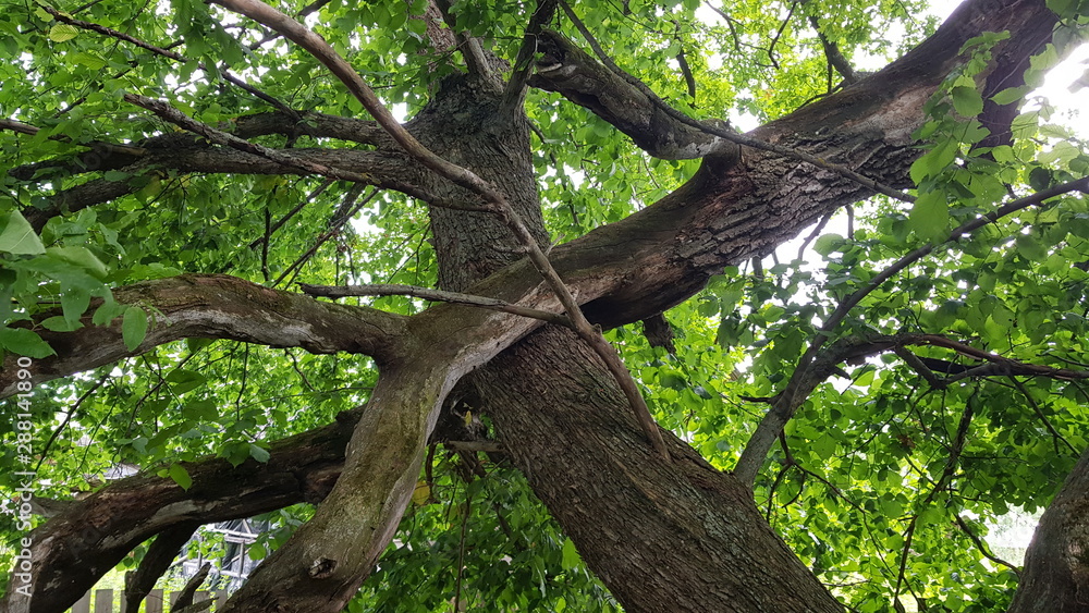 tree in the forest tree in the forest