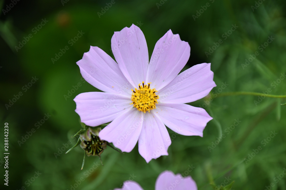 Flower Kosmeya or flower cosmos in the autumn garden Flower Kosmeya or flower cosmos in the autumn garden