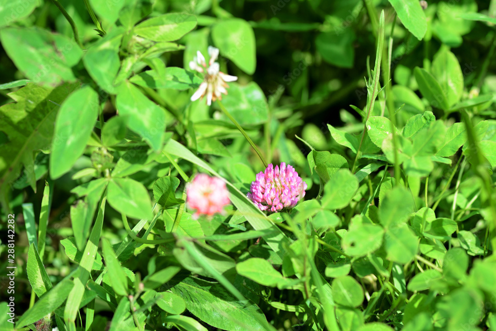 Small clover flower on a summer meadow close-up Small clover flower on a summer meadow close-up