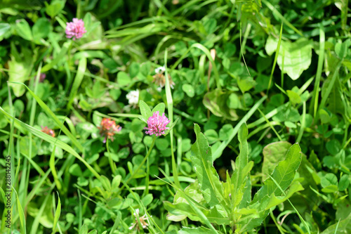 Small clover flower on a summer meadow close-up