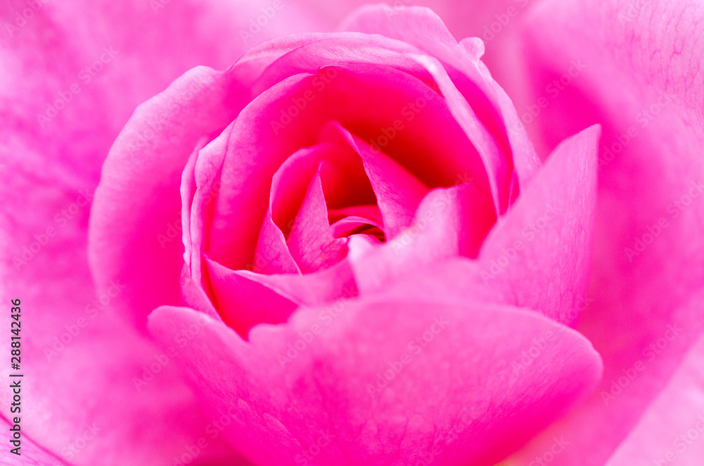 pink rose with drops of water on black background pink rose with drops of water on black background