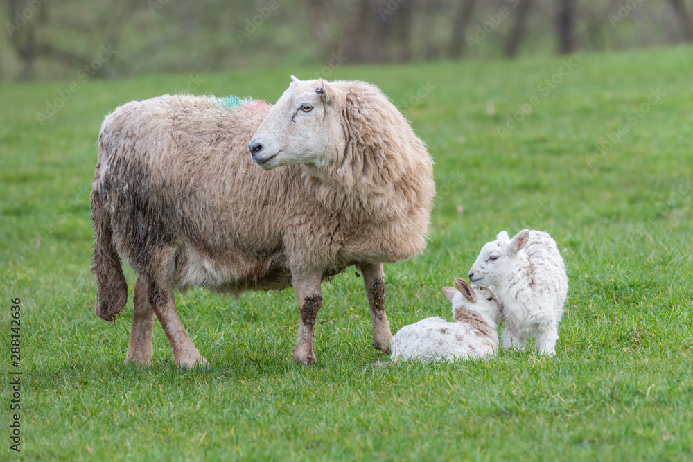 Fototapeta premium Brecon Beacons ewe with two lambs