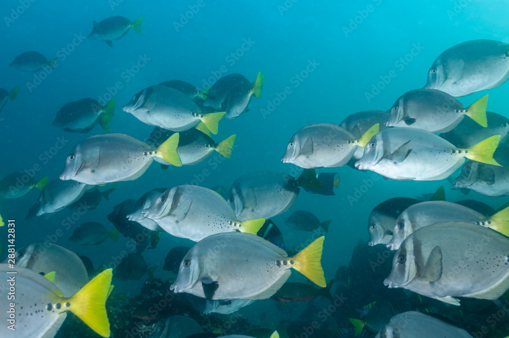 Fototapeta premium Razor surgeonfish shoal in the Galapagos