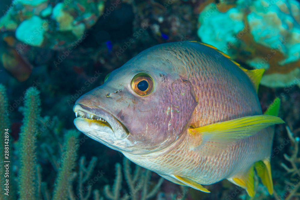 Schoolmaster snapper portrait Bahamas