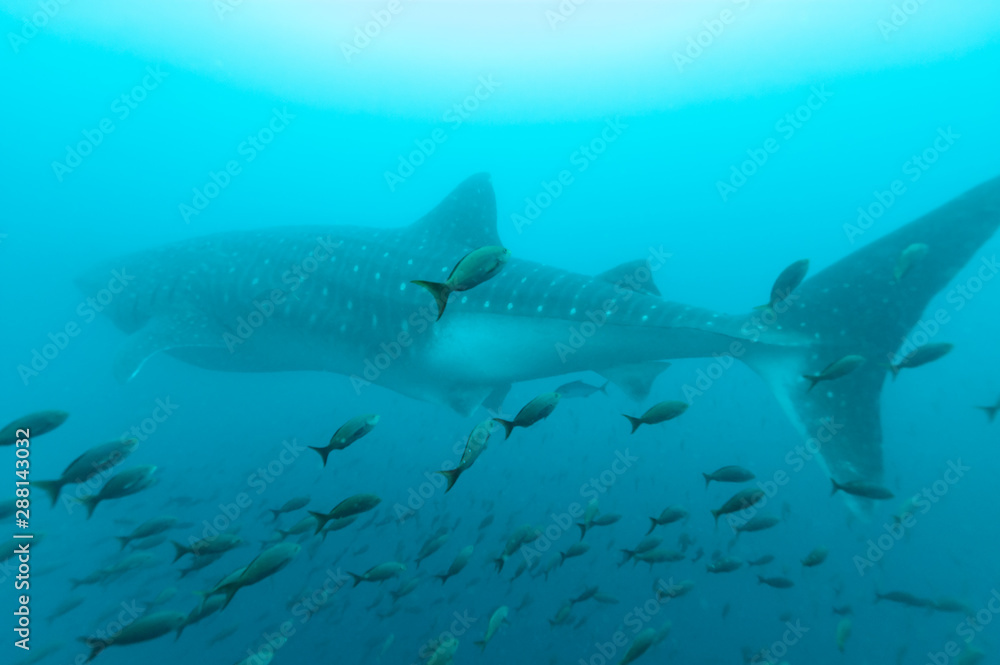 Fototapeta premium Whale shark amongst shoal of fish