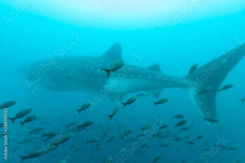 Whale shark amongst shoal of fish © bearacreative