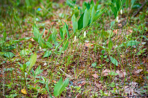 Polygonatum odoratum among the grass