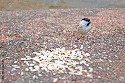 Titmouse and nuthatch with yellow, black, orange and white feathers eating seeds on a stone in spring day