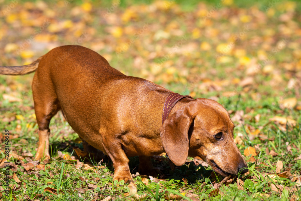 Dog Dachshund on the grass