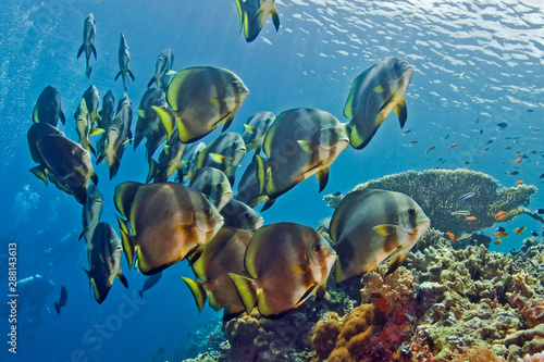 Flock of bat fish swimming over the coral reef.