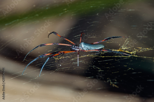 Close up of Giant wood spider, or Banana spider on the web in the jungle. © Alexei Alekhin