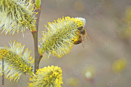 A bee sits on a flowering willow branch with white fluffy flowers and yellow pollen on a spring sunny day