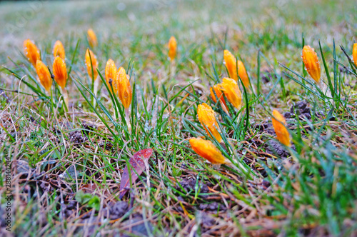 Crocus flowers and buds with yellow petals and green leaves in a clearing on a spring sunny day