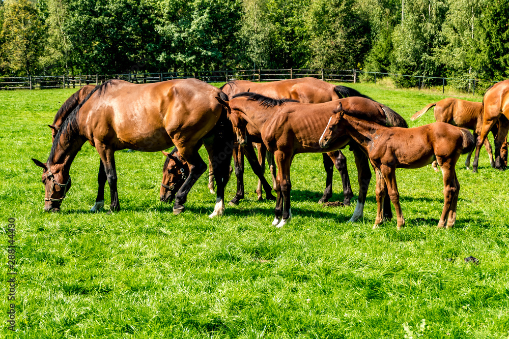 herd of elite horses grazes on the lawn near forest herd of elite horses grazes on the lawn near forest