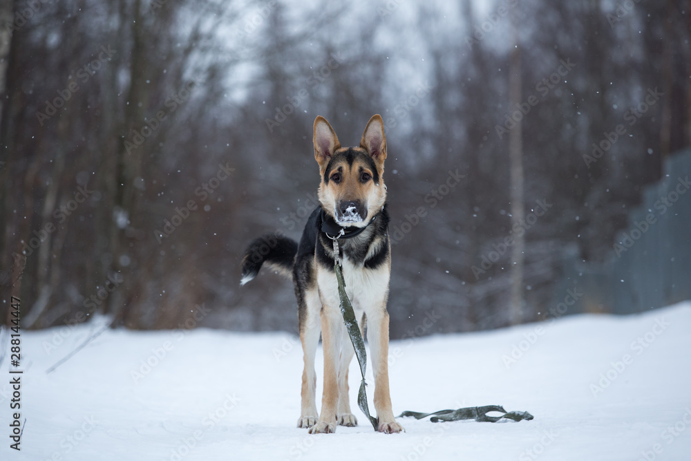 purebred german shepherd at walk in winter purebred german shepherd at walk in winter