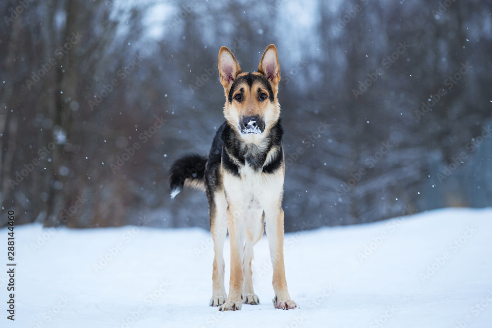 purebred german shepherd at walk in winter purebred german shepherd at walk in winter