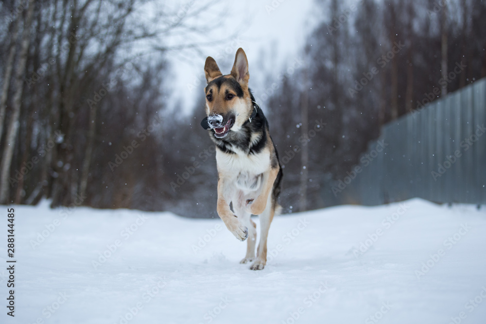 purebred german shepherd at walk in winter purebred german shepherd at walk in winter