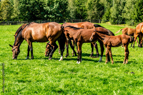 herd of elite horses grazes on the lawn near forest