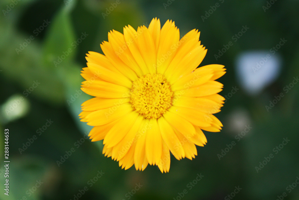 Calendula officinalis blooming in the garden. Calendula officinalis blooming in the garden.