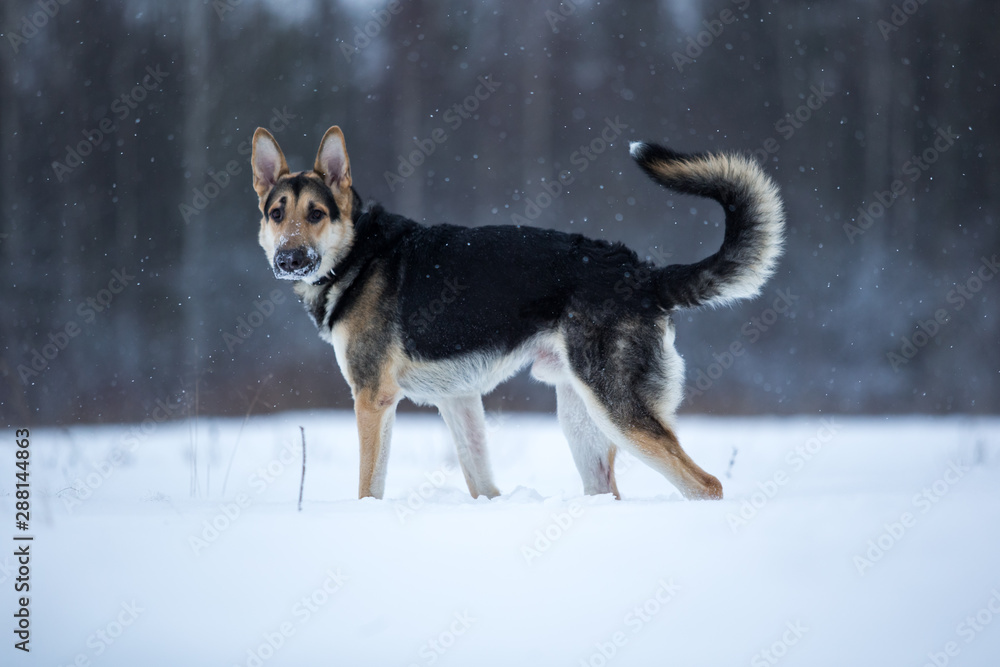 purebred german shepherd at walk in winter