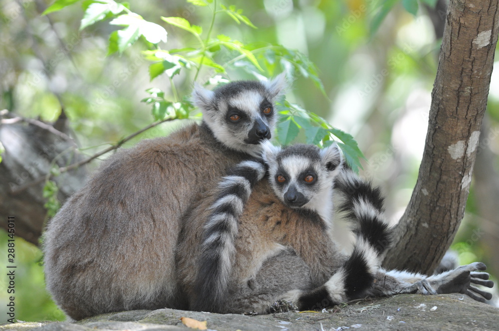 Obraz premium Madagascar, Couple de Maki Catta