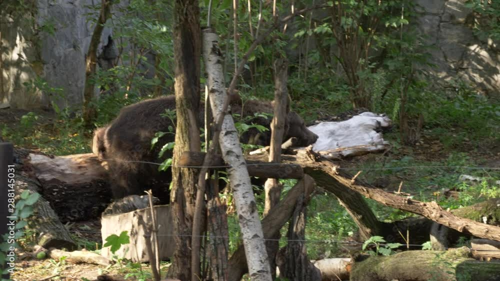 very old lovely Bear walking in the zoo very old lovely Bear walking in the zoo