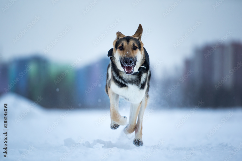 purebred german shepherd at walk in winter purebred german shepherd at walk in winter