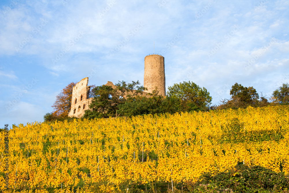 Vineyard at the Strahlenburg castle in Schriesheim, Germany