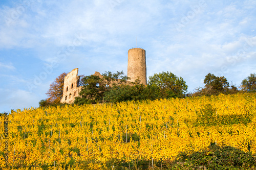 Vineyard at the Strahlenburg castle in Schriesheim, Germany