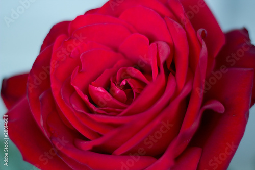 Macro Photo of a Deep Red Rose