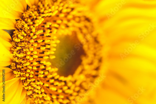 Sunflower natural background. Sunflower blooming. Close-up of bright sunflower.