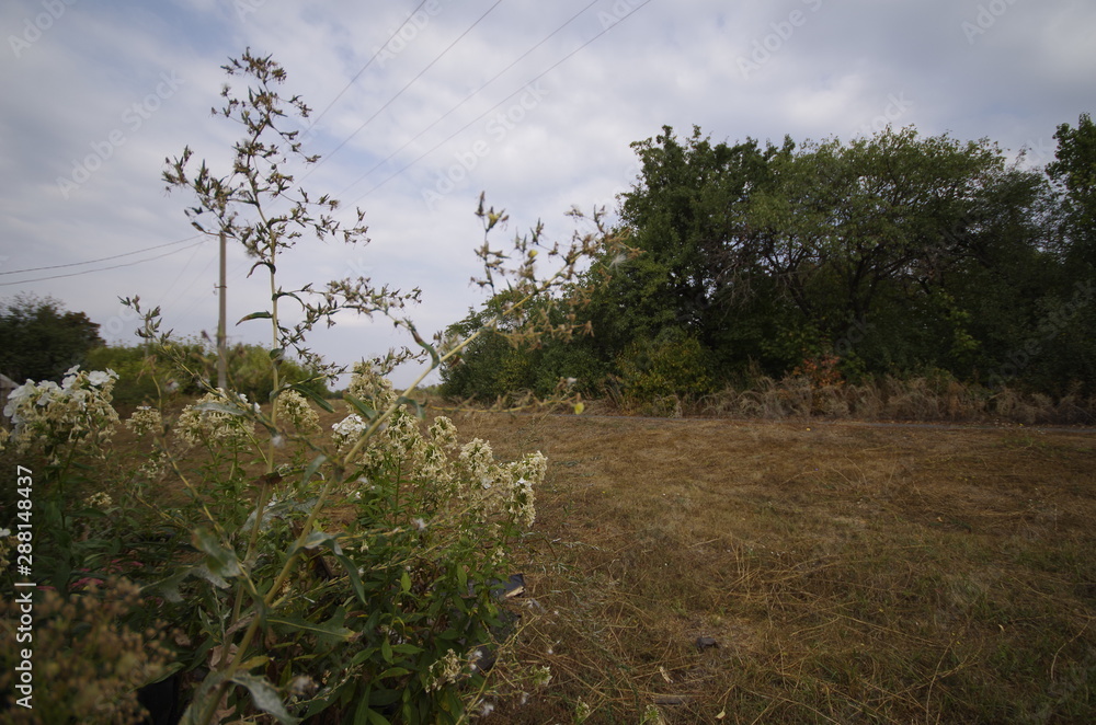 Obraz premium tree in park