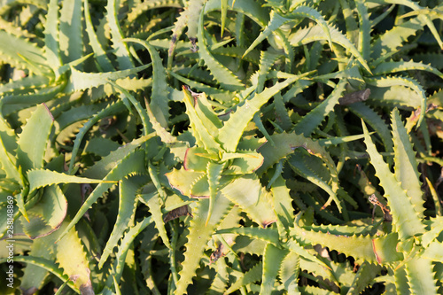 Cactus in the wild. Different flowering cacti