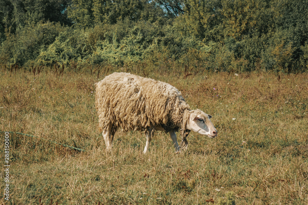 Fototapeta premium a lone sheep grazing on a green field