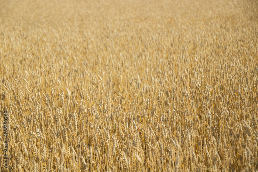 Wheat field on the farm at sunny autumn day Wheat field on the farm at sunny autumn day