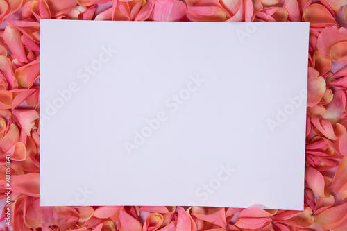 White sheet on pink rose petals 