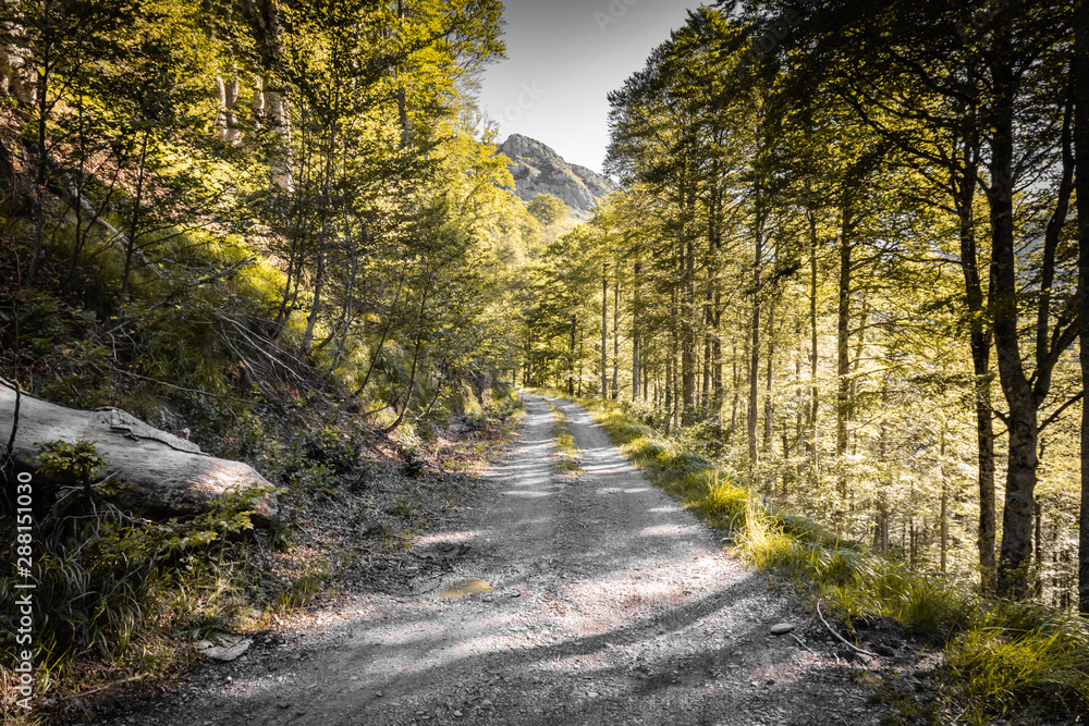 Obraz premium walking on empty mountain forest pathway, alone with nature