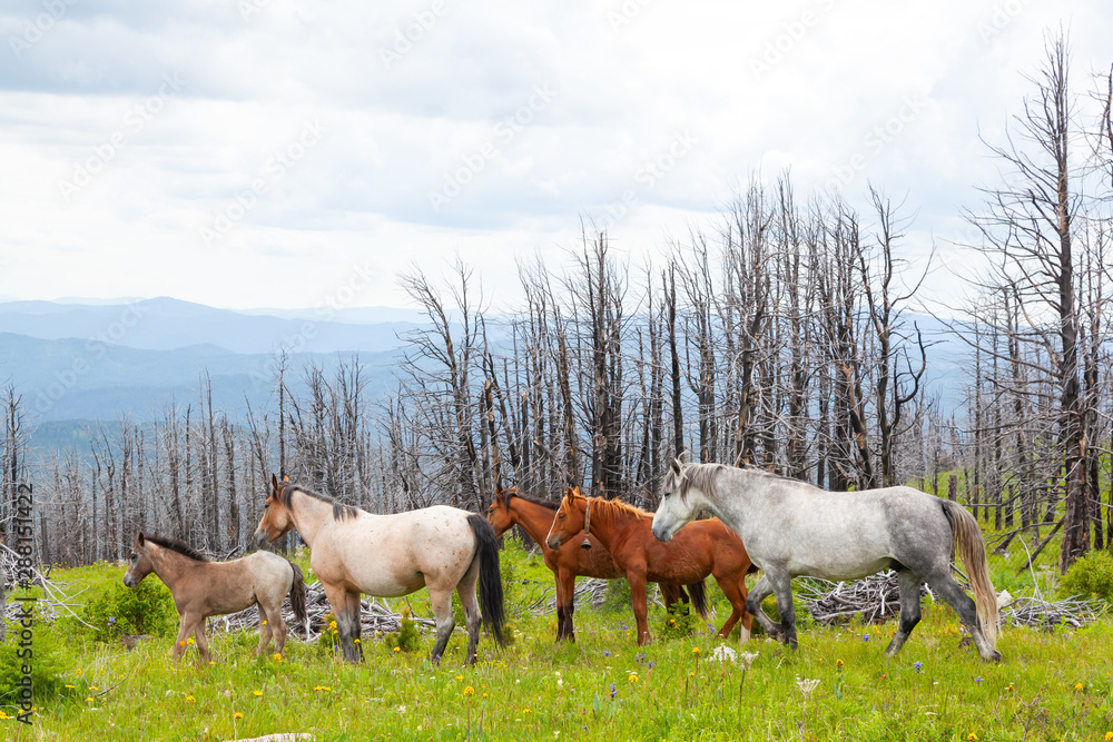 Obraz premium Horse grazing on mountain green mountain valley. Perfect rock landscape. Sunny meadow with Gray and brown horses running