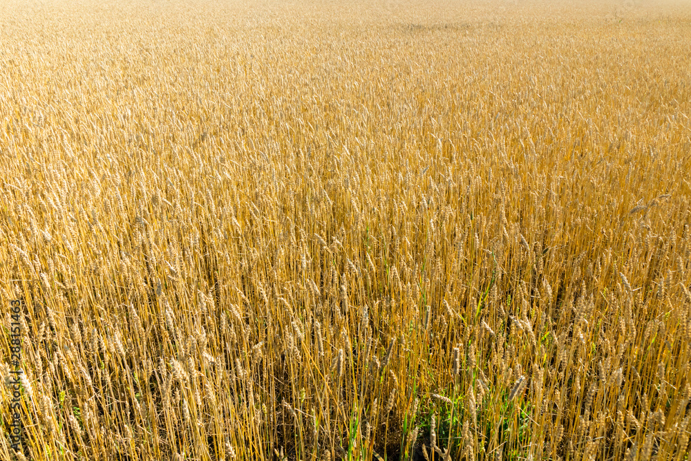 Wheat field on the farm at sunny autumn day Wheat field on the farm at sunny autumn day