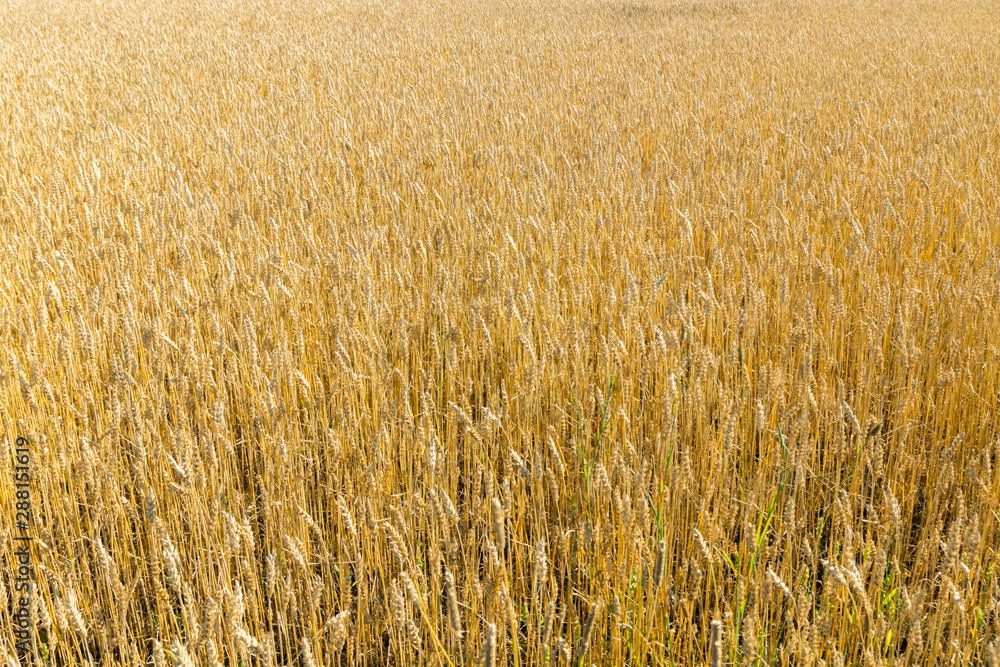 Wheat field on the farm at sunny autumn day Wheat field on the farm at sunny autumn day