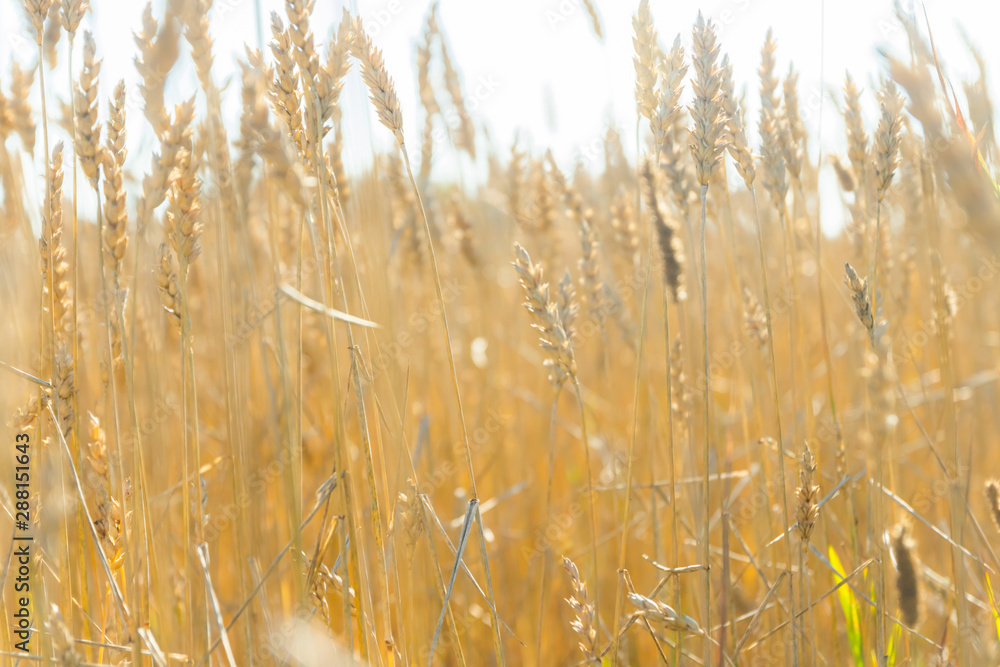 Fototapeta premium Wheat field on the farm at sunny autumn day
