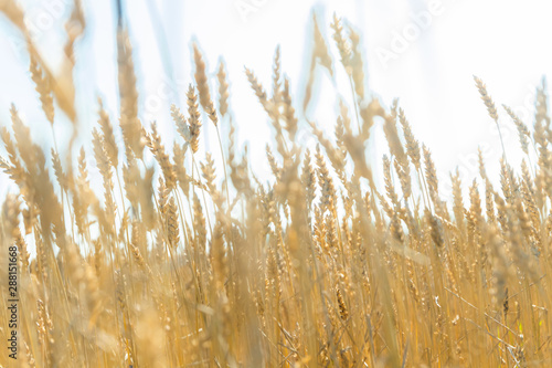 Wheat field on the farm at sunny autumn day