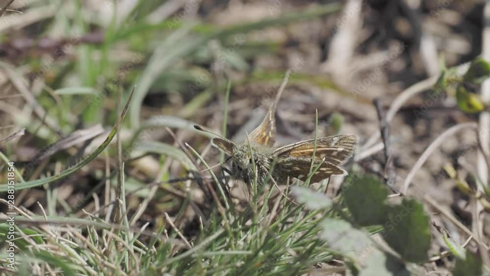 Silver-spotted skipper, Hesperia comm Silver-spotted skipper, Hesperia comm
