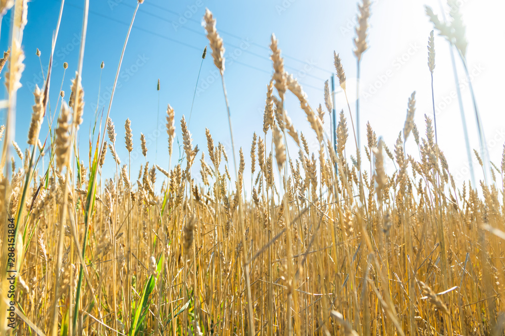 Fototapeta premium Wheat field on the farm at sunny autumn day