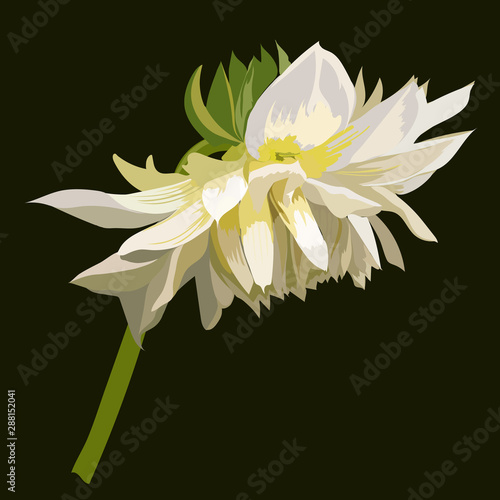 Dahlia flower is white, during blooming. Vector illustration