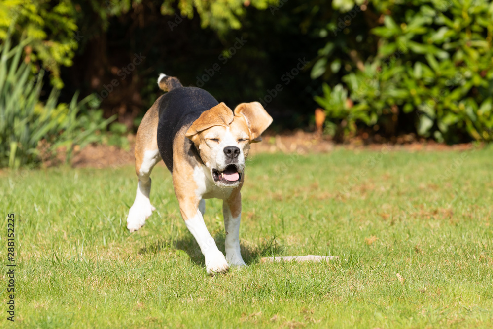 beagle running in the garden beagle running in the garden