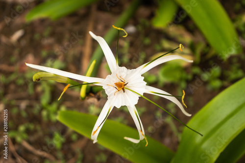 White Flower single isolated with detail texture and green leaves photo