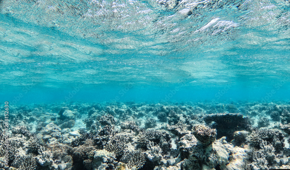 Fototapeta premium Underwater background of free space for your decoration. Ocean landscape 