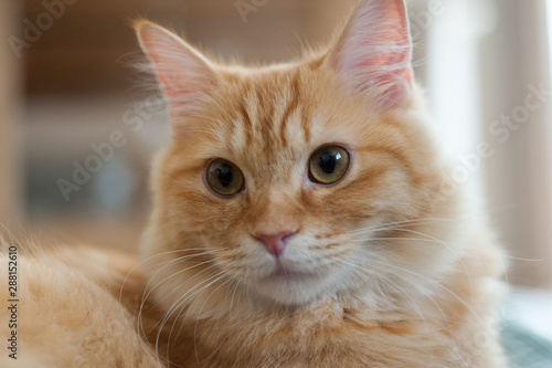 Fotografie 見つめる猫（マンチカン）
